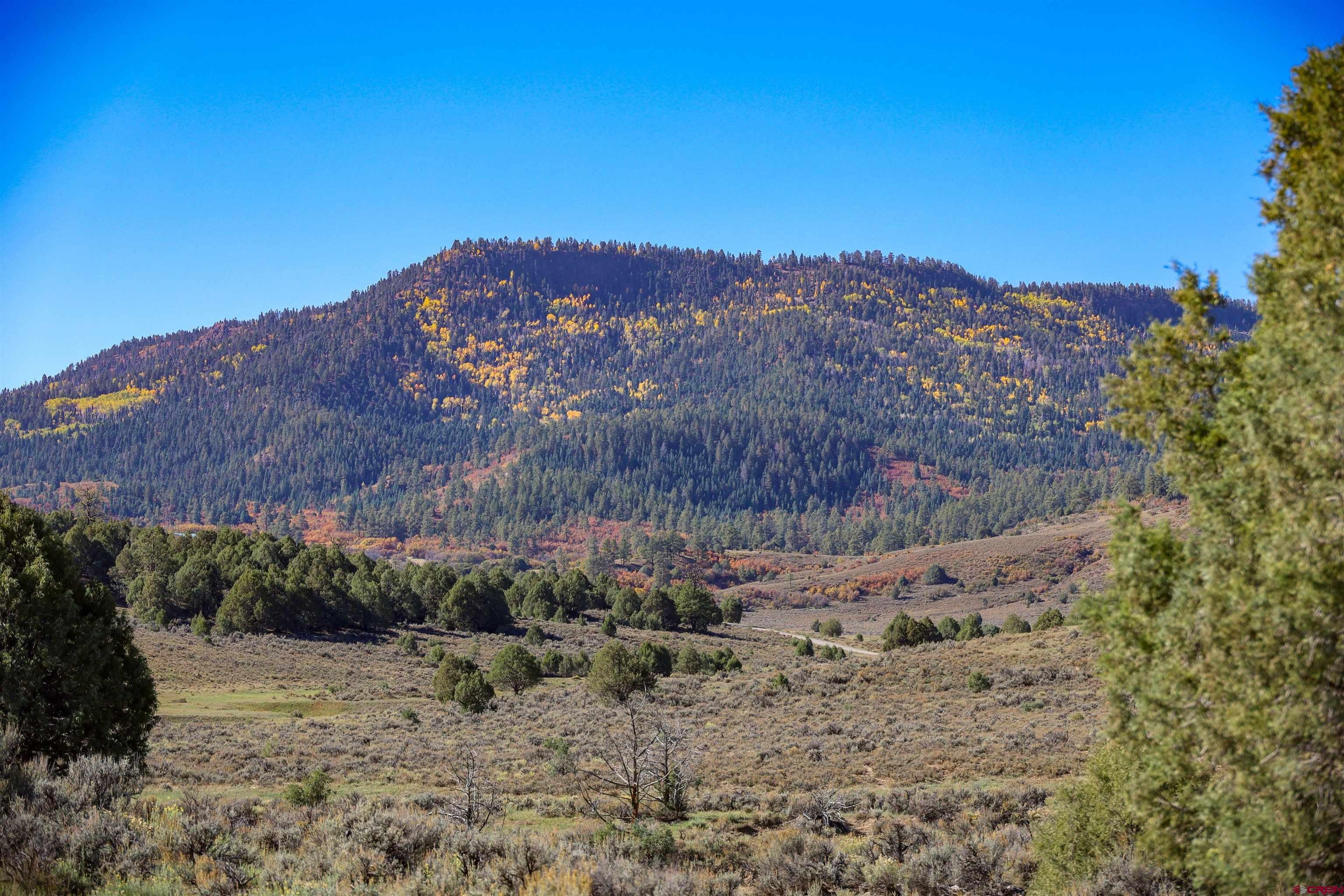X Tall Pines