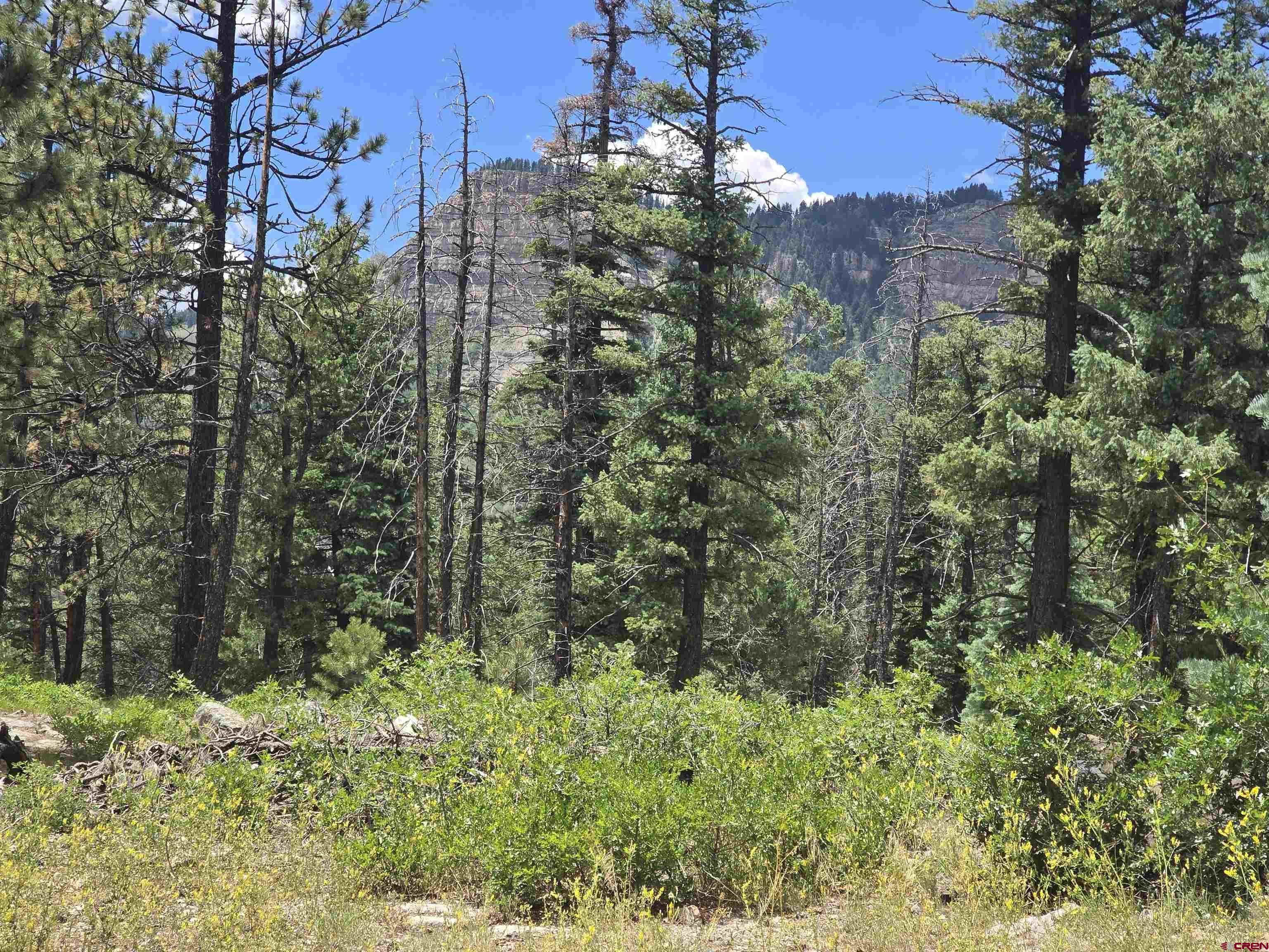 67 Big Pine