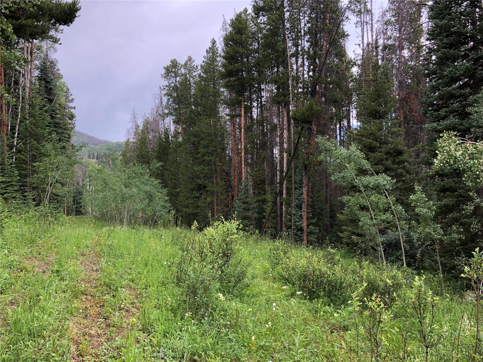 TBD Springboard Trail